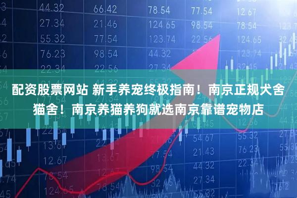 配资股票网站 新手养宠终极指南!南京正规犬舍猫舍!南京养猫养狗就选南京靠谱宠物店